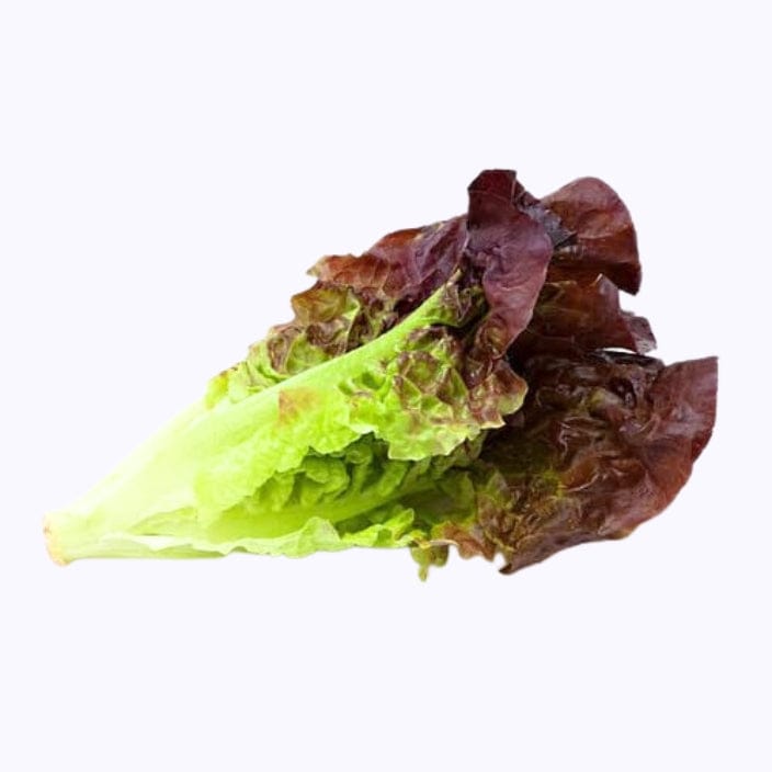 Golden Hills Lettuce Romaine Red Leaf Seeds