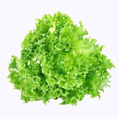 Golden Hills Lettuce Grand Rapid Seeds