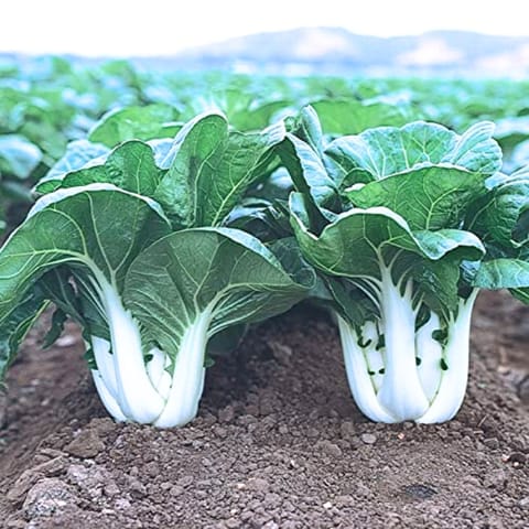 Golden Hills Pak Choy/Bok Choy Seeds