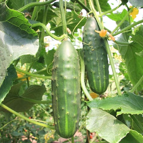 Golden Hills Cucumber Market More Seeds