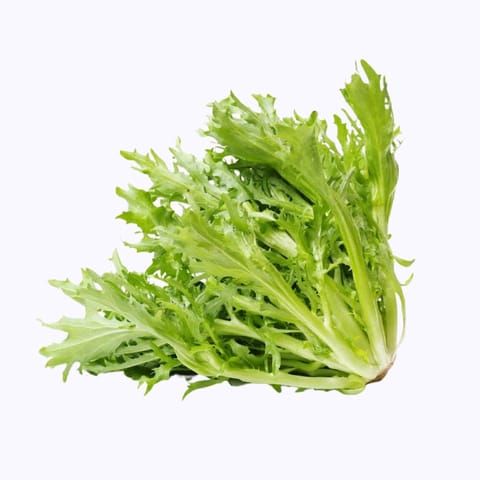 Golden Hills Curly Endive Green Seeds