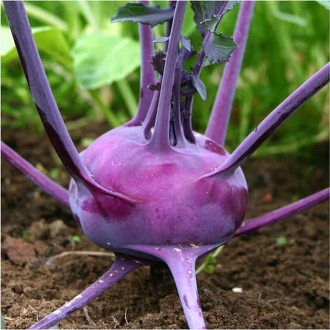 Golden Hills Knol Khol Purple Seeds