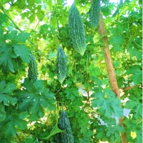 Somani 2425 Bitter Gourd Seeds