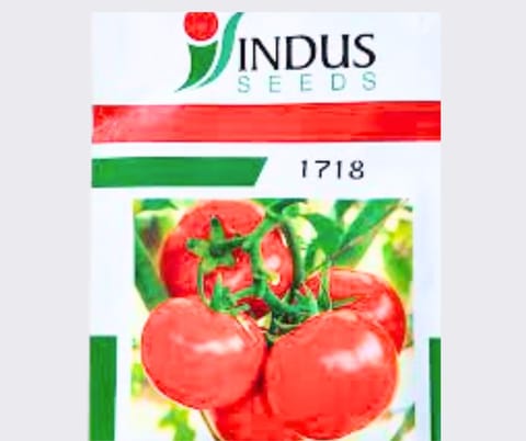 Tomato Indus-1718 Tomato Seeds
