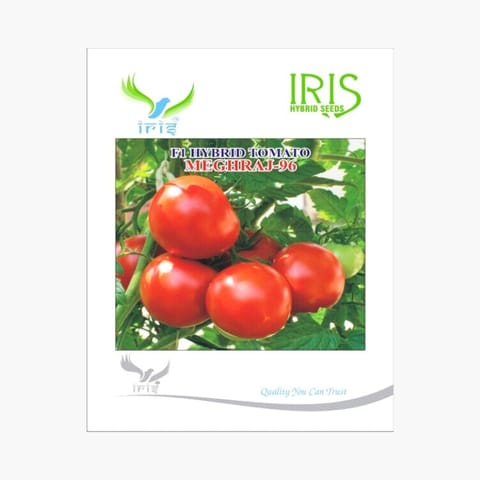 Iris Meghraj-96 Tomato Seeds