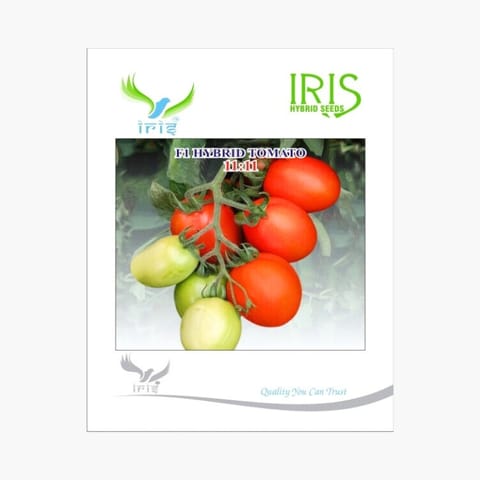 Iris 11:11 Tomato Seeds