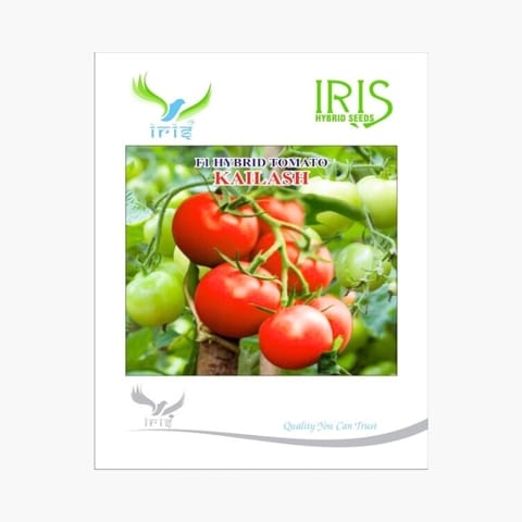 Iris Kailash Tomato Seeds