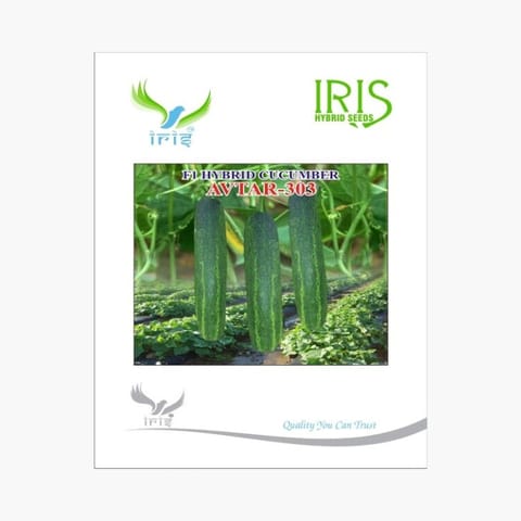 Iris Avtar-303 Cucumber Seeds