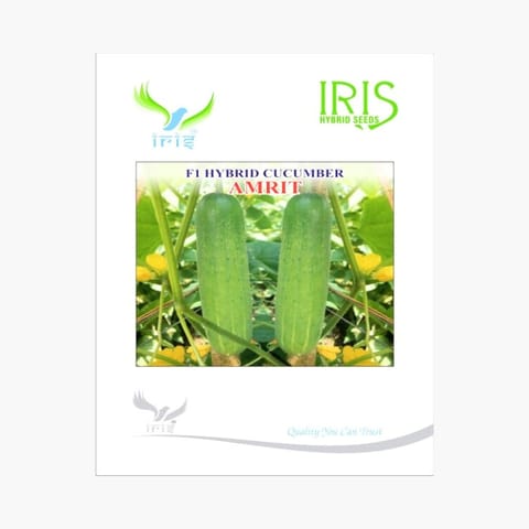 Iris Amrit Cucumber Seeds