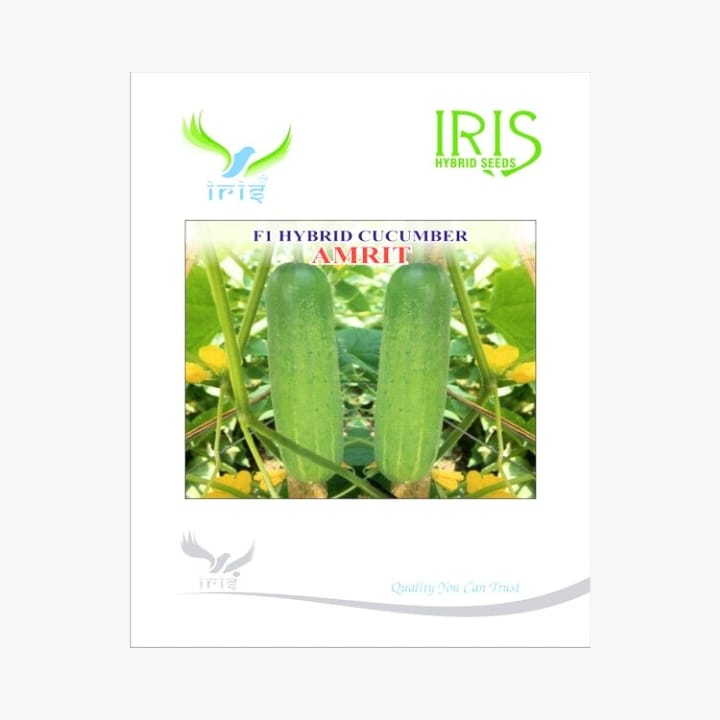 Iris Amrit Cucumber Seeds