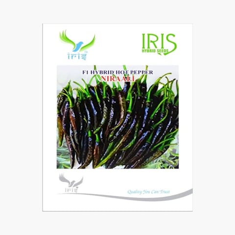 Iris Niraali Hot Pepper Seeds