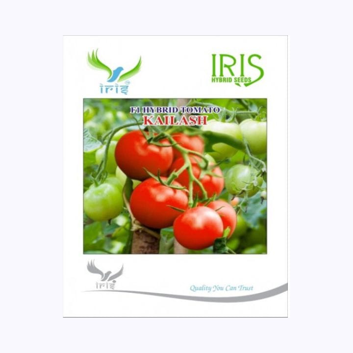 Iris Kailash Tomato Seeds