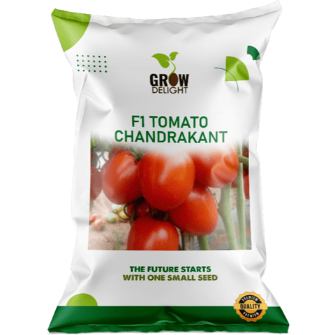 Grow Delight F1 Tomato Chandrakant