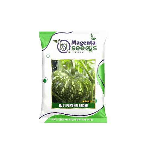 SINDHU-Hybrid Pumpkin Gourd Seeds