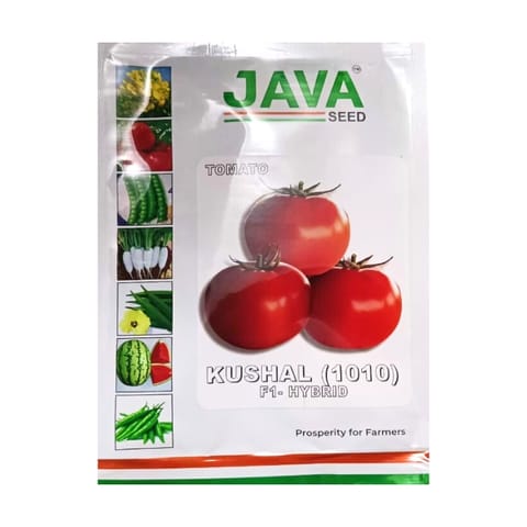 Java Kushal (1010)  Tomato Seeds