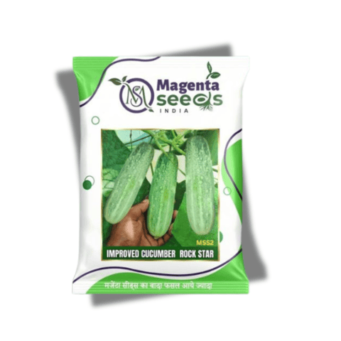 ROCK STAR - Desi Cucumber Seeds (Bengal Special)