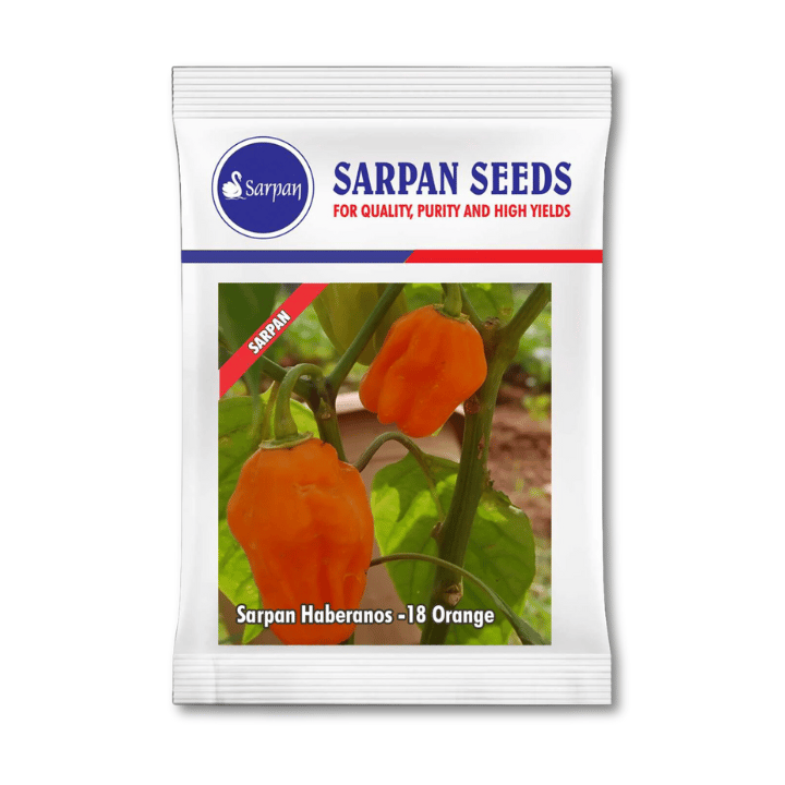 Sarpan Haberanos-18 Orange Chilli Seeds