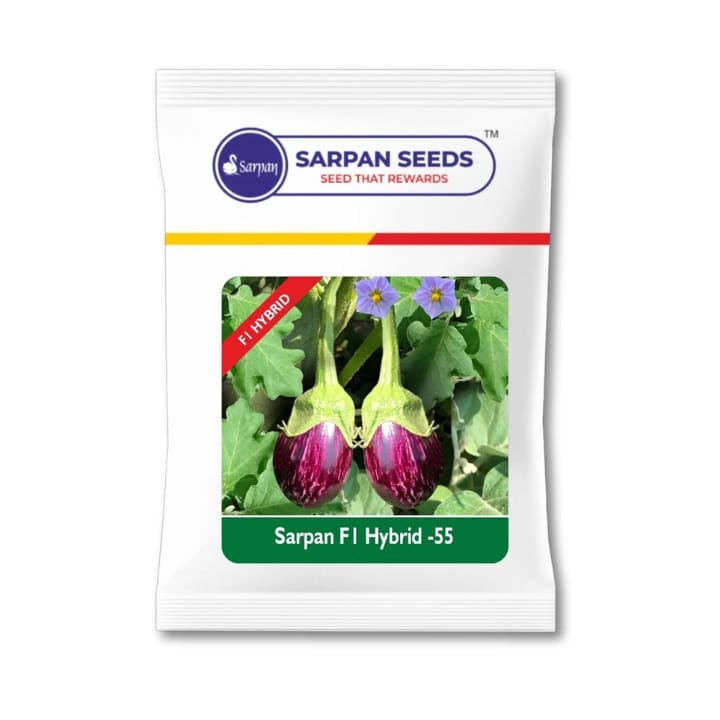 Sarpan F1 Brinjal-55 Seeds खरीदें
