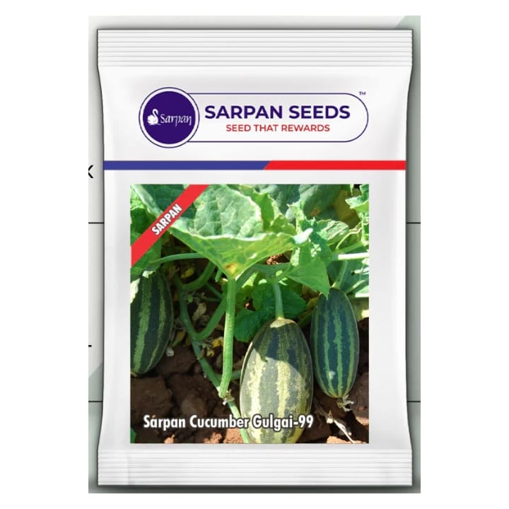 Sarpan Cucumber Gulgai-99