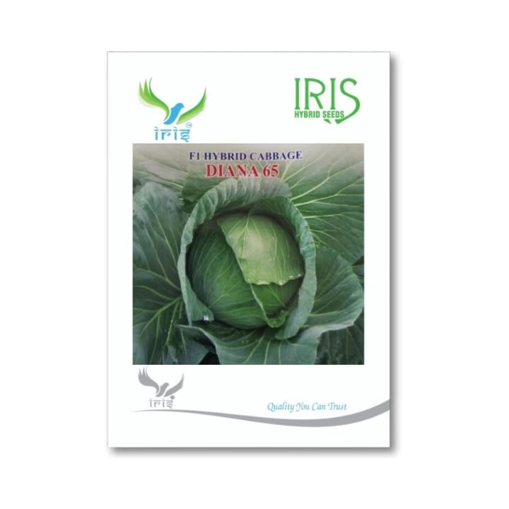 Iris Diana 65 క్యాబేజీ విత్తనాలు కొనండి