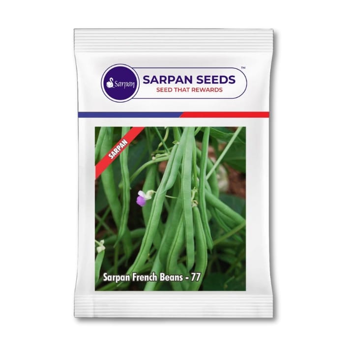 Sarpan French Beans-77