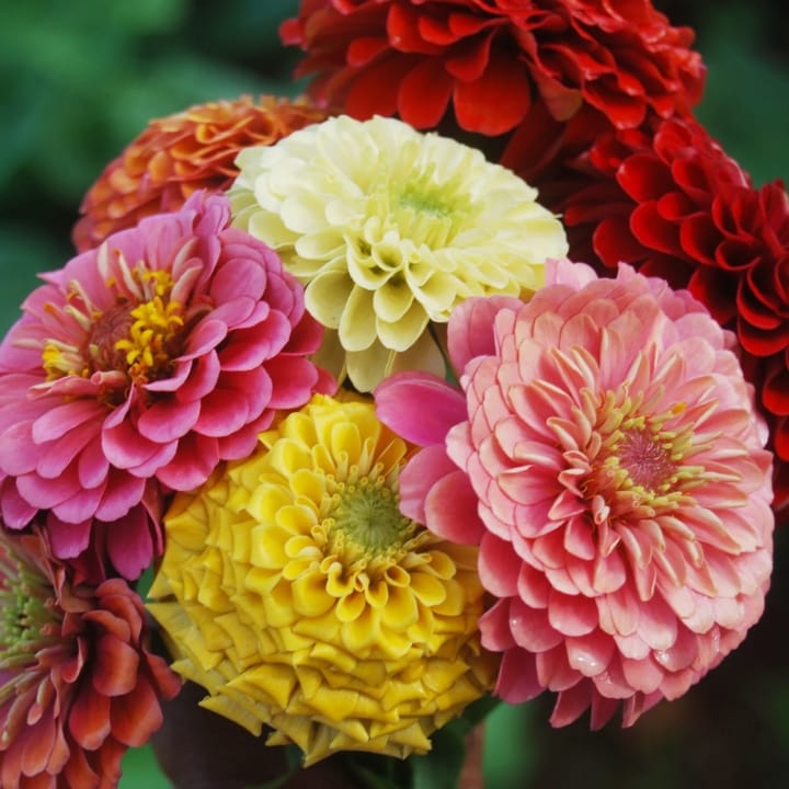 Sarpan Hybrid Zinnia Grand Mix बीज खरीदें