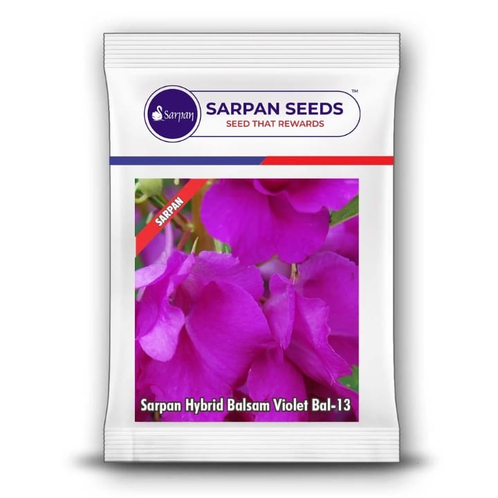 Sarpan Hybrid Balsam Violet Bal-13