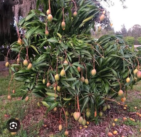 Golden Hills Farm Kottukonam Mango Grafted Live Plant
