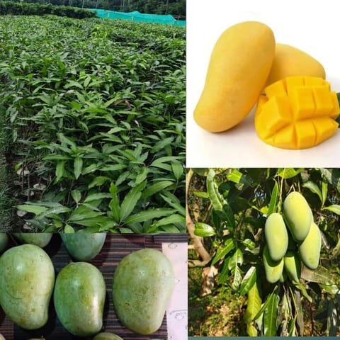 Thai Amrupali Mango Grafted Live Plant