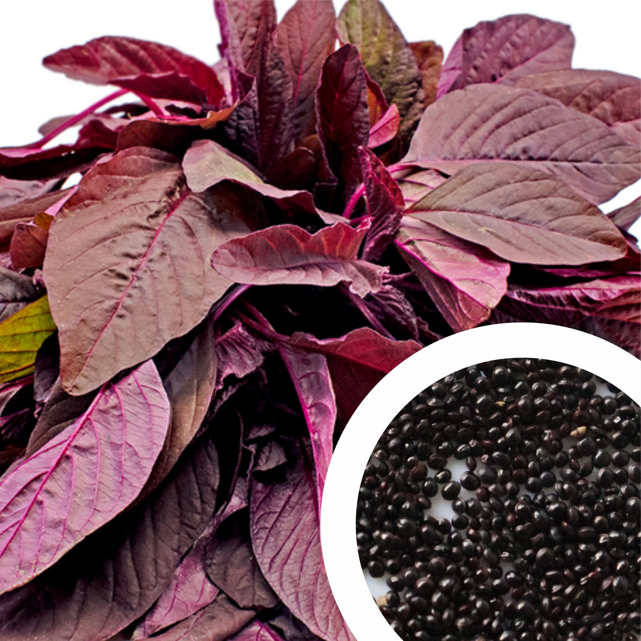 Iris Imported Amaranthus Red Seeds