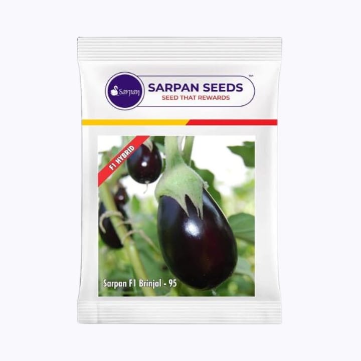 Sarpan 95 Brinjal Seeds