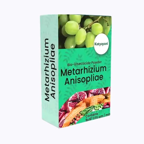 కట్యాయని Metarhizium Anisopliae బయో ఇన్సెక్టిసైడ్