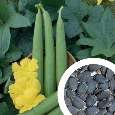 Hybrid F1 Sponge Gourd Seeds (15 Seeds)