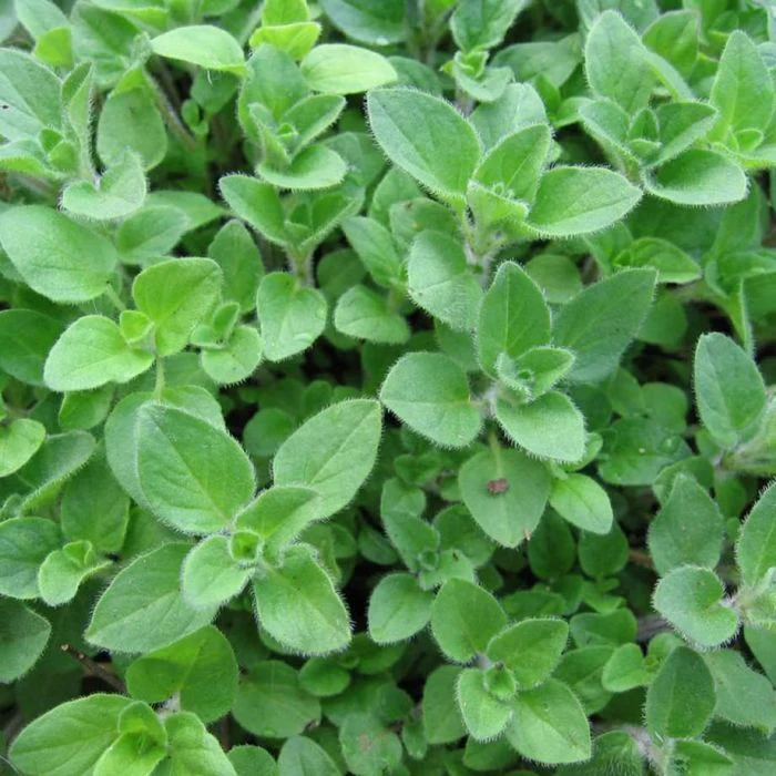 Iris Imported Oregano Seeds