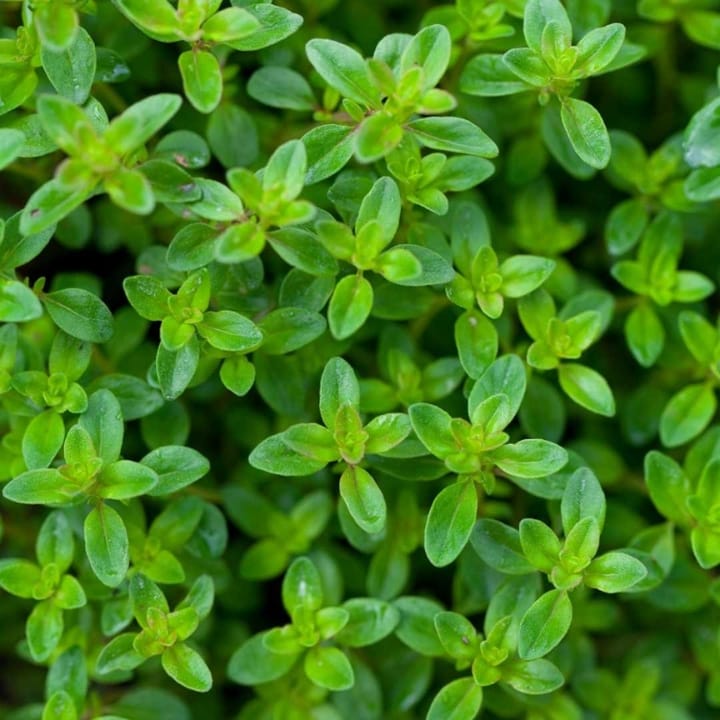 Iris Imported Thyme Seeds