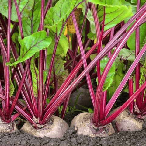 Grow Delight Imported Beetroot (Chukandar) Seeds