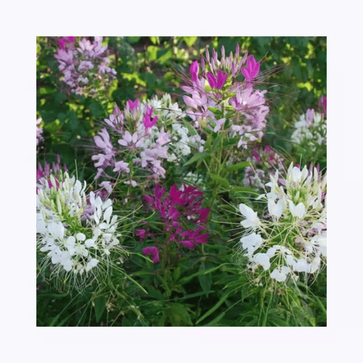 Iris Imported Cleome Mix Seeds