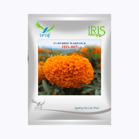 Iris Hybrid F1 Marigold Orange IHS007 Seeds