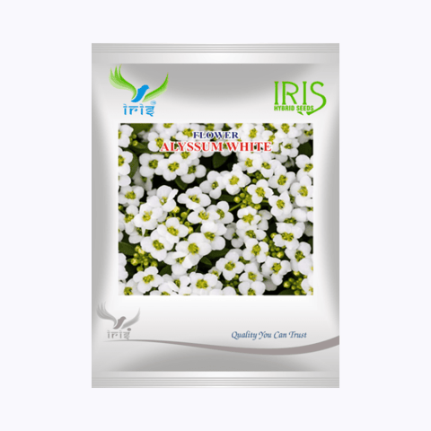 Iris Imported OP Alyssum White Seeds