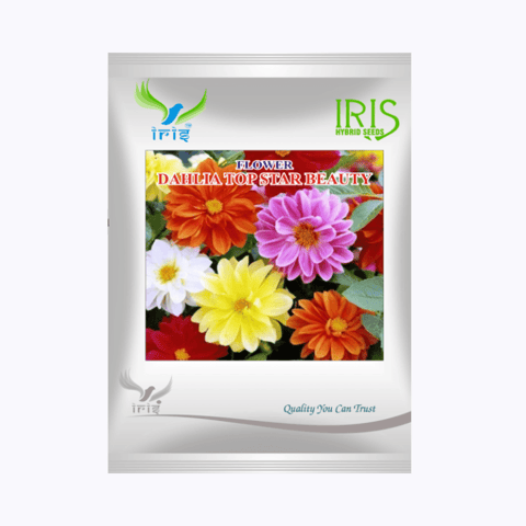 Iris Hybrid Imported OP Dahlia Top Star Mix Seeds