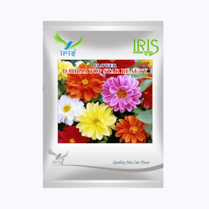 Iris Hybrid Imported OP Dahlia Top Star Mix Seeds