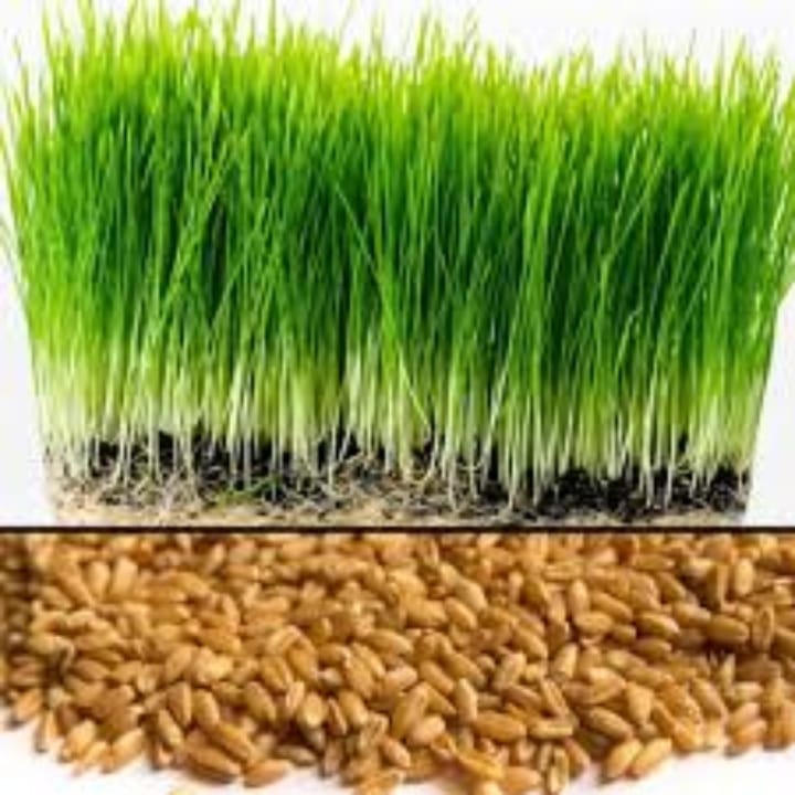 Iris Imported Wheat Grass Seeds