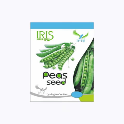 Iris Imported OP Coriander King 27 Split