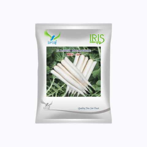 आइरिस हाइब्रिड F1 रेडिश रॉयल व्हाइट IHS66