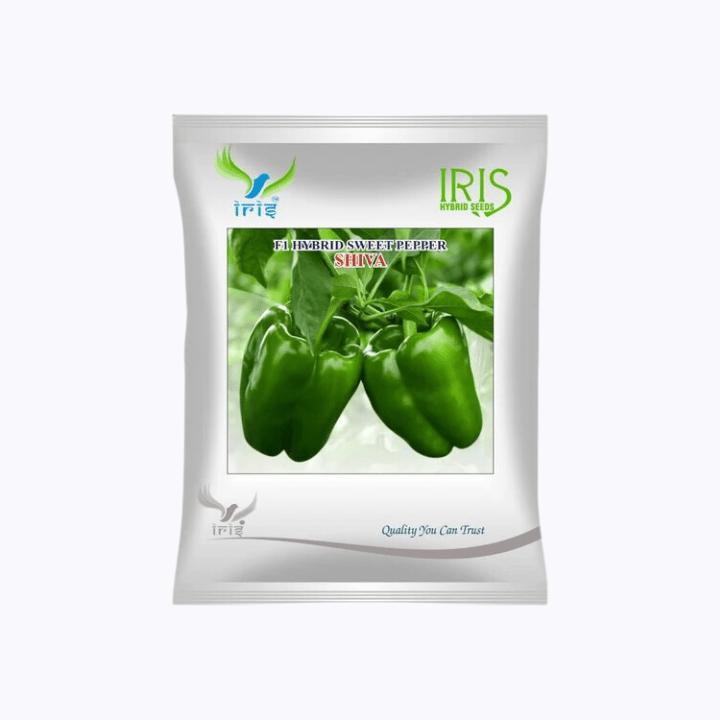 Iris Hybrid F1 Capsicum Shiva