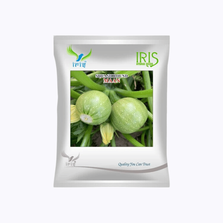 Iris Imported OP Squash Round Maan Seeds