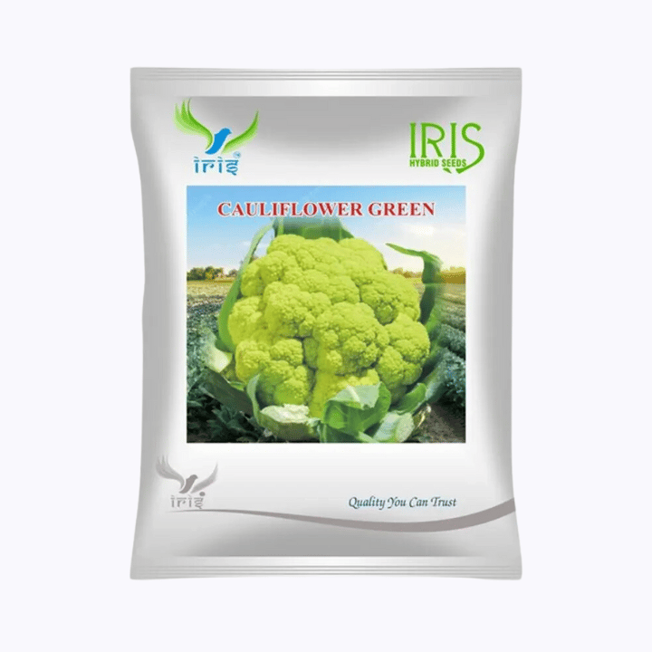 Iris Imported OP Cauliflower Green