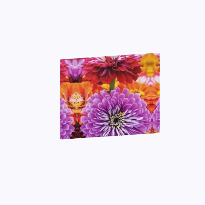 Iris Imported Dahlia Mix Flower Seeds