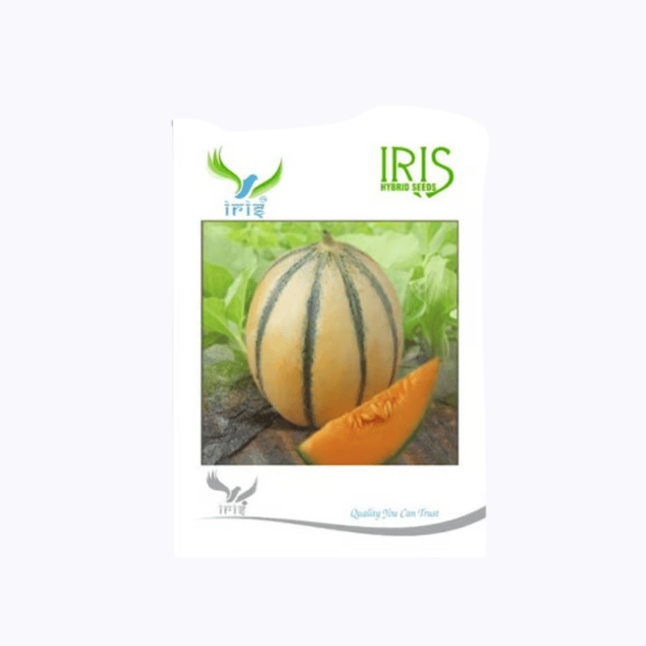 Iris Hybrid F1 Musk Melon Seeds