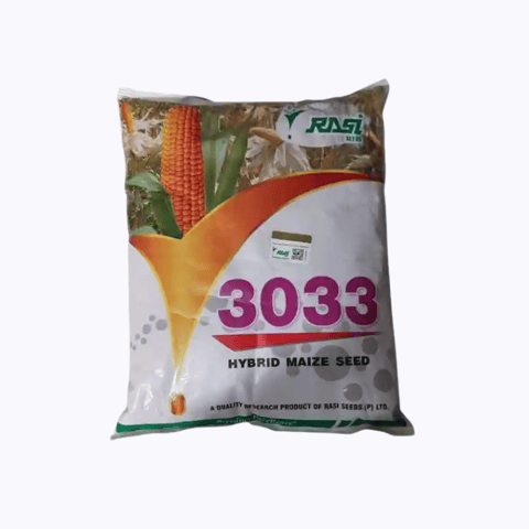 రాసి సీడ్ F1 హైబ్రిడ్ 3033 మొక్కజొన్న విత్తనం